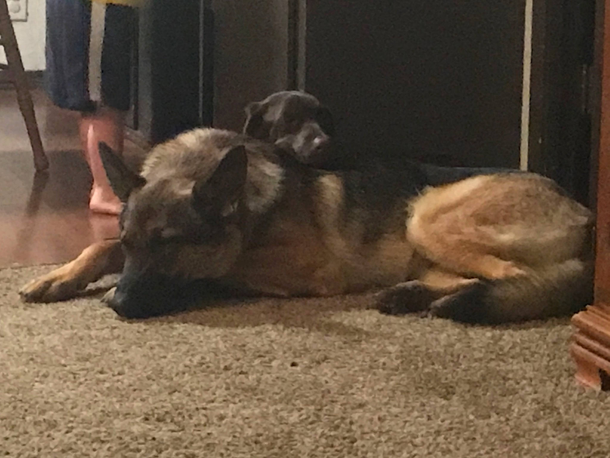 Baron is registered to the contest to win money with this photo: canidae, carnivore, dog, dog_breed, fawn, mammal, snout, vertebrate