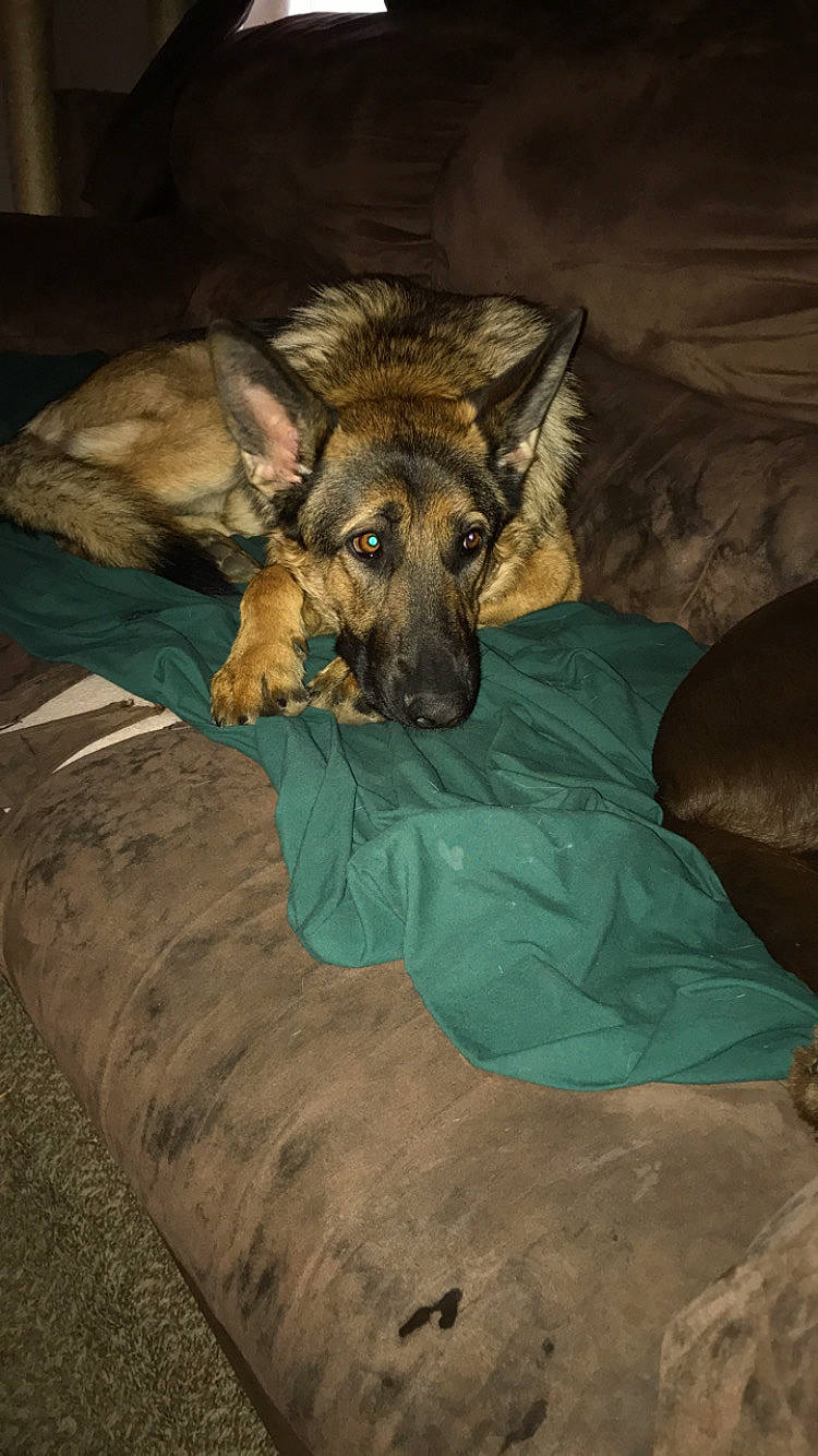 Baron is registered to the contest to win money with this photo: belgian_shepherd_malinois, canidae, carnivore, dog, dog_breed, fawn, german_shepherd_dog, snout