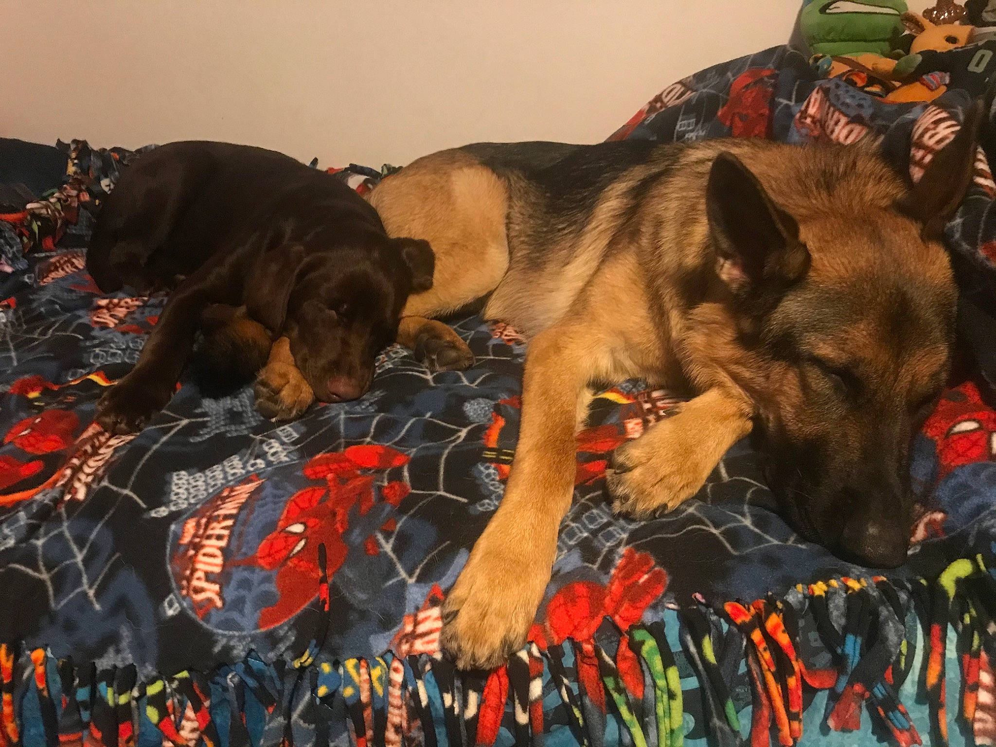 Baron joined the competition — help win amazing prizes! canidae, carnivore, dog, dog_breed, fawn, snout, sporting_group