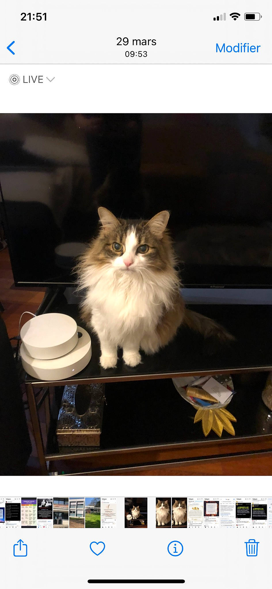 Minette a rejoint le concours — aidez-le/la à gagner de superbes lots ! box, carnivore, cat, felidae, fur, persian, rectangle, small_to_medium_sized_cats, whiskers