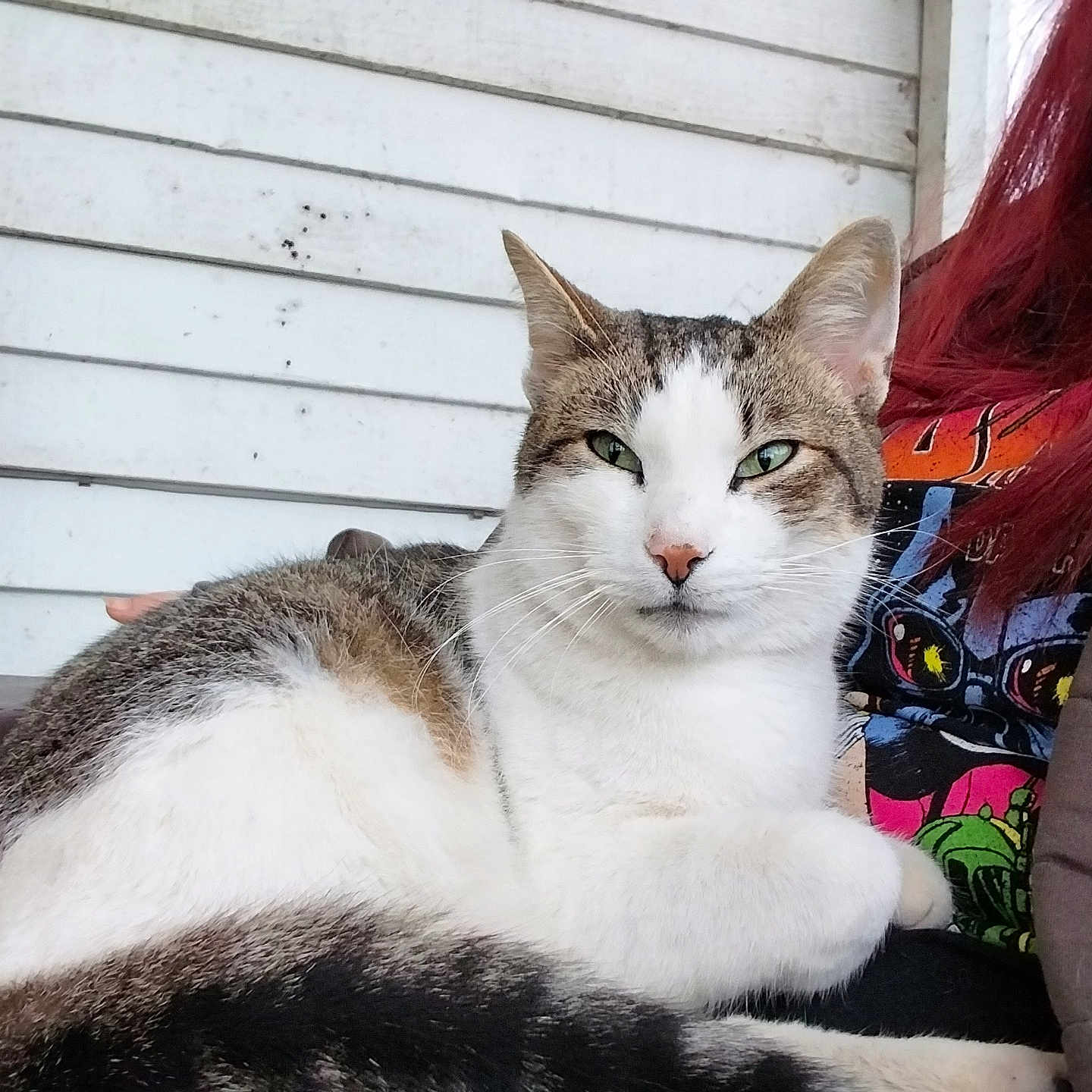 Hellion is registered to the contest to win money with this photo: animal, cat, closeup, companion, cute, domestic_animal, feline, graphic_shirt, green_eyes, lap, outdoor, person, pet, portrait, red_hair, relaxed, resting, tabby, white_fur, wooden_wall