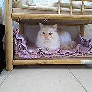 Shana participe au concours pour gagner de l'argent avec cette photo : cat, fluffy, white_cat, pet, animal, feline, long_hair, blue_eyes, lying_down, blanket, pink_blanket, bunk_bed, wooden_furniture, indoor, home, cozy, cute, portrait, floor, relaxed