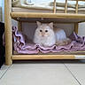 cat, fluffy, white_cat, pet, animal, feline, long_hair, blue_eyes, lying_down, blanket, pink_blanket, bunk_bed, wooden_furniture, indoor, home, cozy, cute, portrait, floor, relaxed