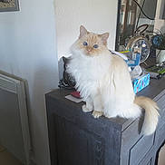 Shana Chanteur a rejoint le concours — aidez-le/la à gagner de superbes lots ! angora, animal, appliance, cat, closet, computerhardware, cupboard, desk, device, drawer, electronics, furniture, hardware, indoors, machine, pet, plant, table, wheel, wood