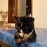 Alpine participe au concours pour gagner de l'argent avec cette photo : cat, calico, table, blue_tablecloth, indoor, window, wooden_frame, scratching_post, feline, pet, animal, whiskers, fur, domestic, resting, looking_down, cozy, home, curious, quiet