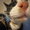 Alpine participe au concours pour gagner de l'argent avec cette photo : cat, close_up, nose, whiskers, indoor, furniture, microwave, collar, curious, table, chair, black_and_white, pet, animal, domestic, face, blurred, house, room, curiosity