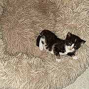 Alpine a rejoint le concours — aidez-le/la à gagner de superbes lots ! kitten, cat, pet_bed, fluffy, black_and_white, animal, small, cute, indoor, floor, young, feline, fur, resting, looking, curious, cozy, soft, domestic, alone