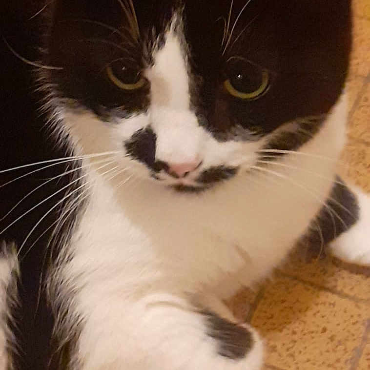 Pompon a rejoint le concours — aidez-le/la à gagner de superbes lots ! cat, black_and_white, feline, pet, animal, floor, tile, whiskers, paw, domestic_cat, cute, indoor, looking, curious, fur, closeup, mammal, resting, pattern, ears