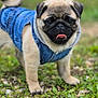 Albert a rejoint le concours — aidez-le/la à gagner de superbes lots ! adorable, animal, black_nose, cute, denim_jacket, dog, ears, face, fur, grass, nature, outdoor, pet, pug, puppy, small_dog, standing, tail, tongue_out, young