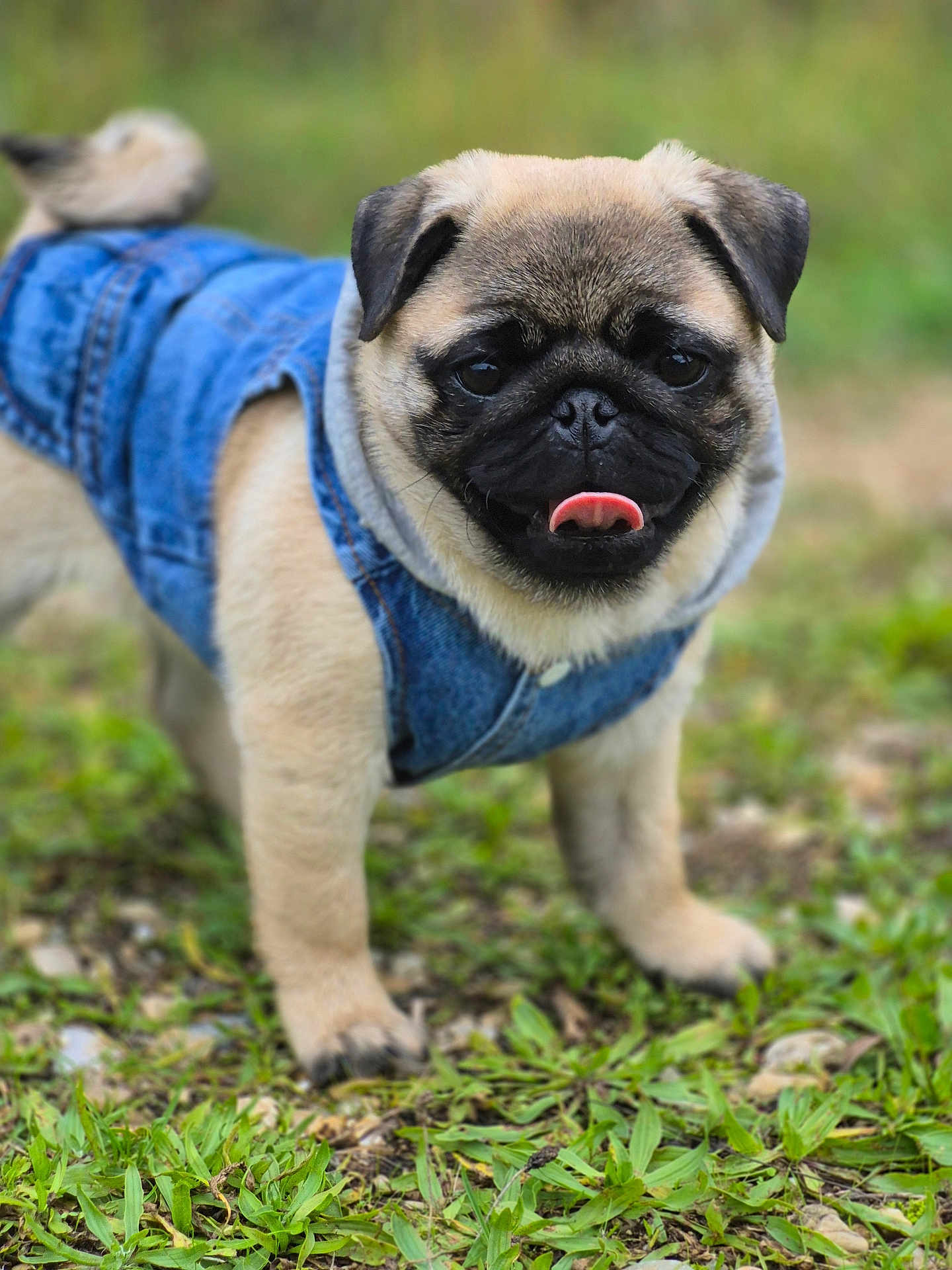Albert a rejoint le concours — aidez-le/la à gagner de superbes lots ! adorable, animal, black_nose, cute, denim_jacket, dog, ears, face, fur, grass, nature, outdoor, pet, pug, puppy, small_dog, standing, tail, tongue_out, young