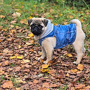 Albert a rejoint le concours — aidez-le/la à gagner de superbes lots ! animal, autumn_leaves, canine, clothing, cute, denim_jacket, dog, fall, fur, grass, leaf, nature, outdoor, pet, portrait, pug, puppy, small_dog, standing, young_dog