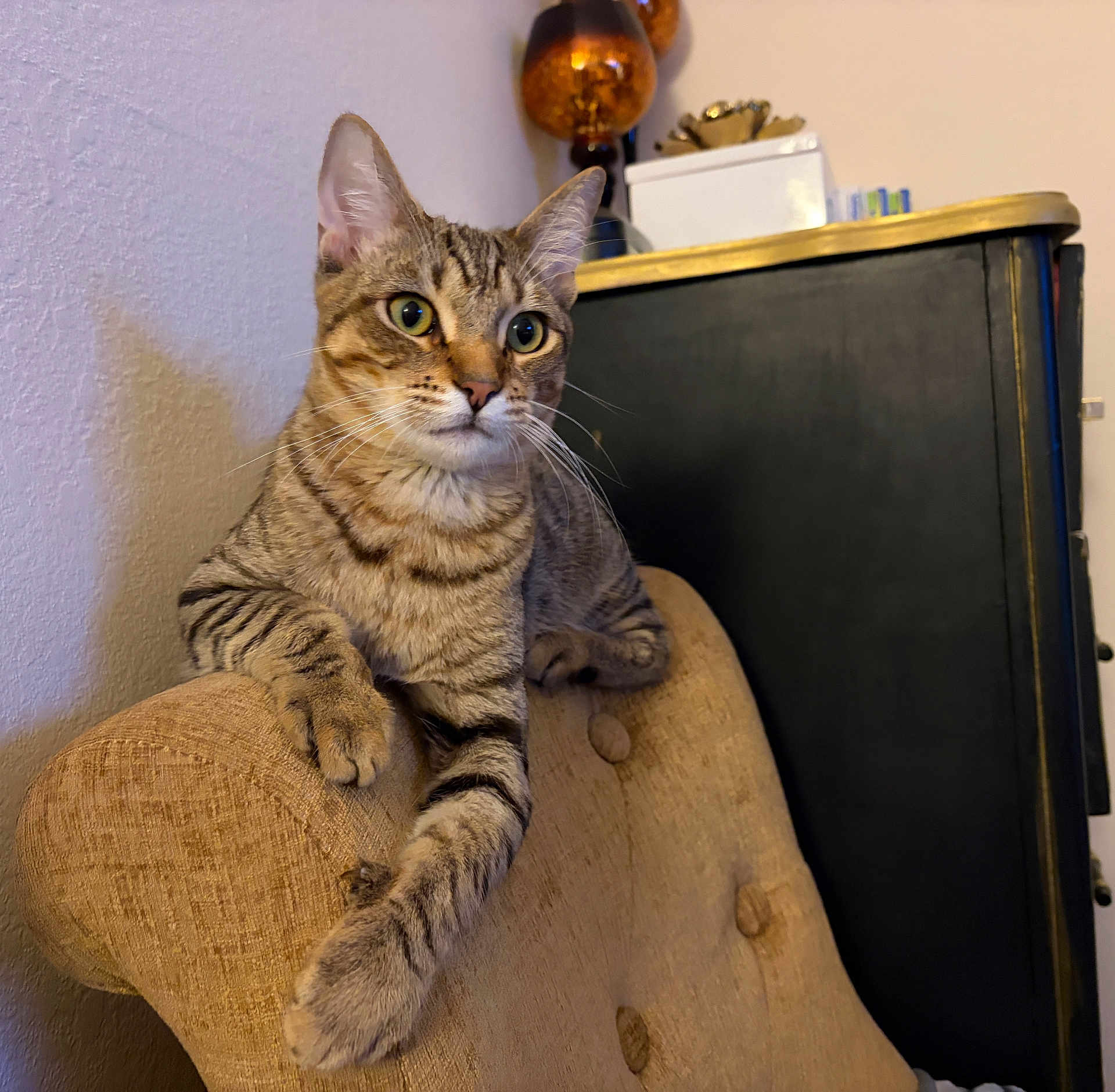 Gucci is registered to the contest to win money with this photo: cat, tabby_cat, pet, animal, indoor, armchair, upholstery, furniture, whiskers, ears, green_eyes, paw, striped_fur, curious, relaxed, cozy, cabinet, lamp, ornament, portrait