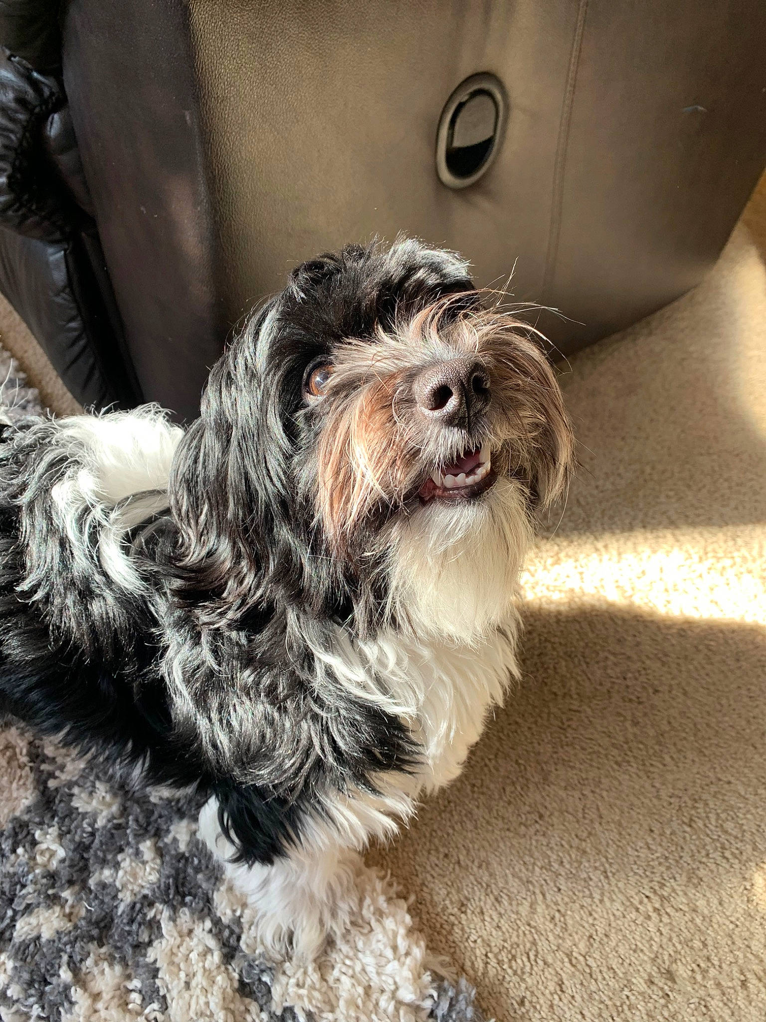 Jinny is registered to the contest to win money with this photo: bolonka, canidae, carnivore, companion_dog, dog, dog_breed, havanese, kyi_leo, lowchen, maltepoo, mammal, morkie, poodle_crossbreed, puppy, schnoodle, shih_tzu, snout, terrier, tibetan_terrier, vertebrate