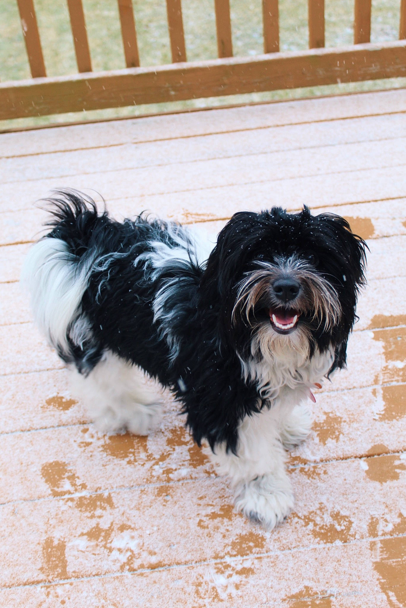 Jinny is registered to the contest to win money with this photo: canidae, carnivore, chinese_imperial_dog, companion_dog, dog, dog_breed, havanese, kyi_leo, lhasa_apso, lowchen, maltepoo, mammal, non_sporting_group, rare_breed_dog, shih_tzu, sporting_group, terrier, tibetan_terrier, toy_dog, vertebrate