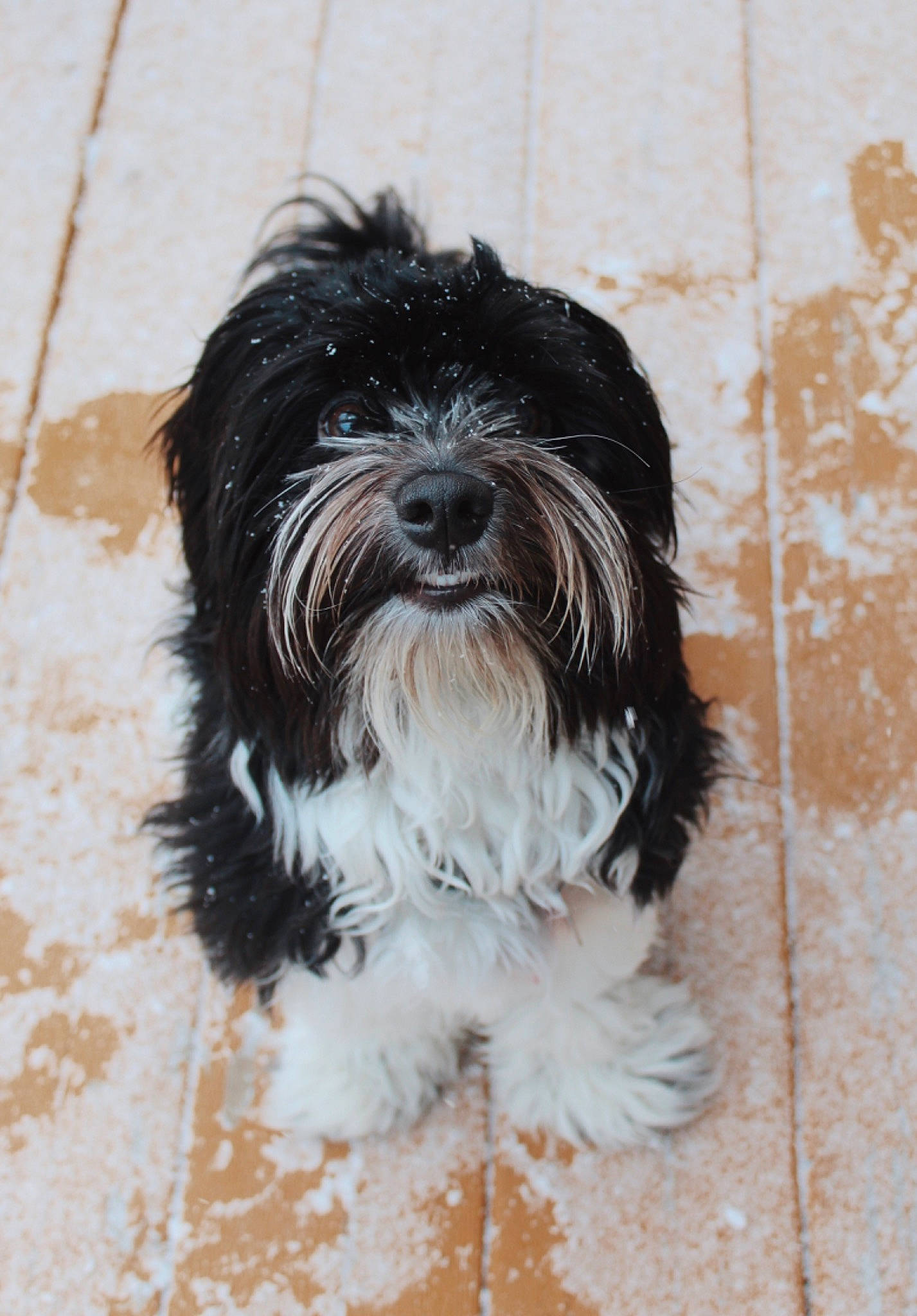 Jinny is registered to the contest to win money with this photo: bolonka, canidae, carnivore, chinese_imperial_dog, dog, dog_breed, havanese, kyi_leo, lhasa_apso, lowchen, maltepoo, mammal, non_sporting_group, polish_lowland_sheepdog, rare_breed_dog, sporting_group, terrier, tibetan_terrier, toy_dog, vertebrate