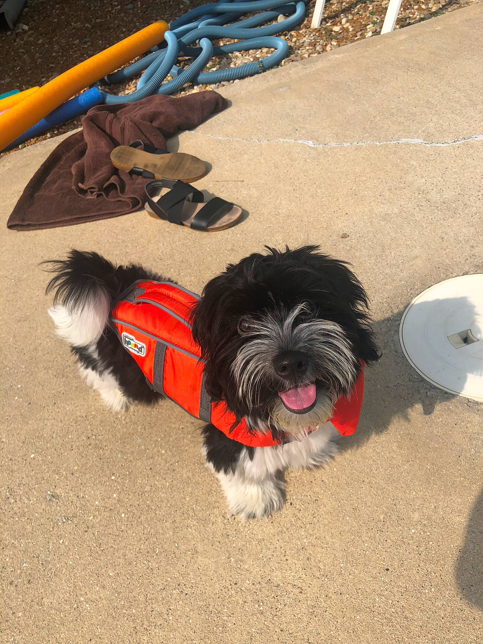 Jinny joined the competition — help win amazing prizes! affenpinscher, bolonka, canidae, carnivore, cockapoo, dog, dog_breed, havanese, kyi_leo, lhasa_apso, mammal, non_sporting_group, puppy, rare_breed_dog, schnoodle, shih_tzu, sporting_group, tibetan_terrier, toy_dog, vertebrate