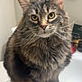 animal, bathroom, cat, closeup, counter, curious, cute, decor, domestic, feline, fluffy, fur, indoor, paw_print, pet, seated, sign, sink, tabby, whiskers