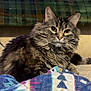 Venus is registered to the contest to win money with this photo: animal, bed, cat, closeup, cozy, cushion, cute, domestic, fluffy, fur, furniture, indoor, looking, pet, plaid, portrait, quilt, relaxed, tabby, whiskers