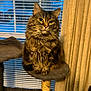 Venus joined the competition — help win amazing prizes! animal, blinds, cat, cat_tree, closeup, cozy, curtain, domestic_animal, feline, fluffy, fur, household, indoor, looking, pet, portrait, sitting, tabby, whiskers, window