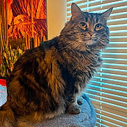 Venus is registered to the contest to win money with this photo: animal, cat, cat_perch, cozy, curious, cute, desert_landscape, domestic, fluffy, fur, furniture, home, indoor, painting, pet, portrait, sitting, tabby_cat, window_blinds, yellow_eyes