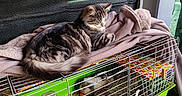 Alfonse a rejoint le concours — aidez-le/la à gagner de superbes lots ! cat, cage, blanket, pet, tabby_cat, indoor, animal, furniture, small_animal, colorful, relaxed, resting, mesh_screen, hay, water_bottle, carrot, wire_cage, household, cozy, fur