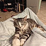 Alfonse a rejoint le concours — aidez-le/la à gagner de superbes lots ! animal, bed, blanket, cat, cat_tree, cozy, cute, domestic_animal, furniture, home, indoor, pet, relaxing, resting, shoe_rack, sleep, sleeping, stretching, tabby_cat, tile_floor