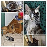 Alfonse participe au concours pour gagner de l'argent avec cette photo : kitten, cat, dog, german_shepherd, sleeping, playing, cat_tree, floor_tiles, stairs, home_interior, pillow, blanket, resting, paw, furniture, pet, animal, winking, cozy, indoor