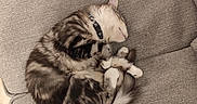 Alfonse participe au concours pour gagner de l'argent avec cette photo : animal, calm, cat, collar, couch, cozy, curled_up, cute, domestic_animal, fluffy, fur, furniture, gray, home, indoor, nap, pet, relaxing, resting, sleeping