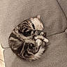 Alfonse participe au concours pour gagner de l'argent avec cette photo : cat, sleeping, curled_up, fluffy, collar, indoor, couch, gray, furniture, relaxing, pet, domestic_animal, cozy, resting, fur, animal, cute, calm, home, nap