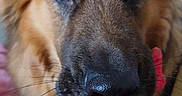 Odin a rejoint le concours — aidez-le/la à gagner de superbes lots ! dog, close_up, pet, animal, indoor, toy, red_toy, fur, brown_fur, cute, playful, snout, whiskers, ears, canine, portrait, looking_at_camera, household, domestic_animal, furry