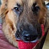 dog, close_up, pet, animal, indoor, toy, red_toy, fur, brown_fur, cute, playful, snout, whiskers, ears, canine, portrait, looking_at_camera, household, domestic_animal, furry
