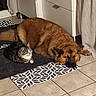 Odin participe au concours pour gagner de l'argent avec cette photo : dog, cat, indoor, tile_floor, mat, cabinet, curtain, sleeping, resting, furry, brown_dog, tabby_cat, pet, animal, cozy, floor, quiet, companion, household, domestic