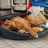 dog, sleeping, pet_bed, blanket, indoor, floor_tiles, storage_bins, cozy, resting, brown_fur, household, relaxing, canine, fur, paw, bedroom, domestic, animal, quiet, nap