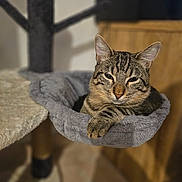 Fu Dumortier participe au concours pour gagner de l'argent avec cette photo : cat, tabby, pet, animal, feline, indoor, cozy, resting, hammock, cat_tree, fur, whiskers, ears, paw, relaxed, cute, domestic, home, wooden_furniture, soft