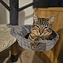 cat, tabby, pet, animal, feline, indoor, cozy, resting, hammock, cat_tree, fur, whiskers, ears, paw, relaxed, cute, domestic, home, wooden_furniture, soft