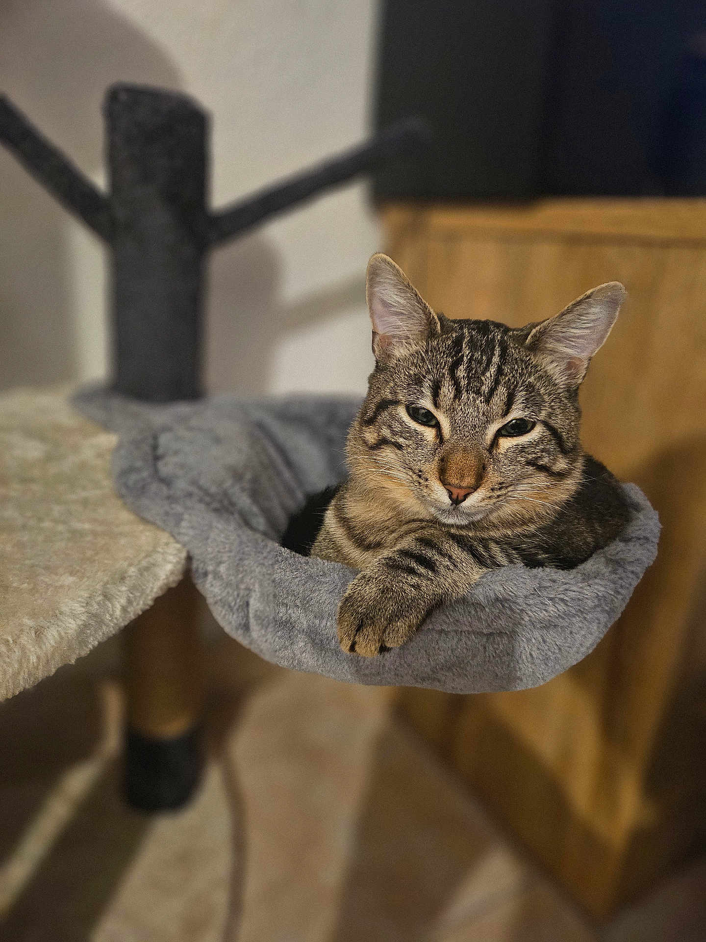 Fu Dumortier participe au concours pour gagner de l'argent avec cette photo : cat, tabby, pet, animal, feline, indoor, cozy, resting, hammock, cat_tree, fur, whiskers, ears, paw, relaxed, cute, domestic, home, wooden_furniture, soft