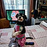 bed, bedspread, black_dog, cartoon_character, curtains, decor, dog, flowers, furniture, indoor, lamp, patrick_star, pet_clothing, pink, remote_control, room, sitting, small_dog, television, window