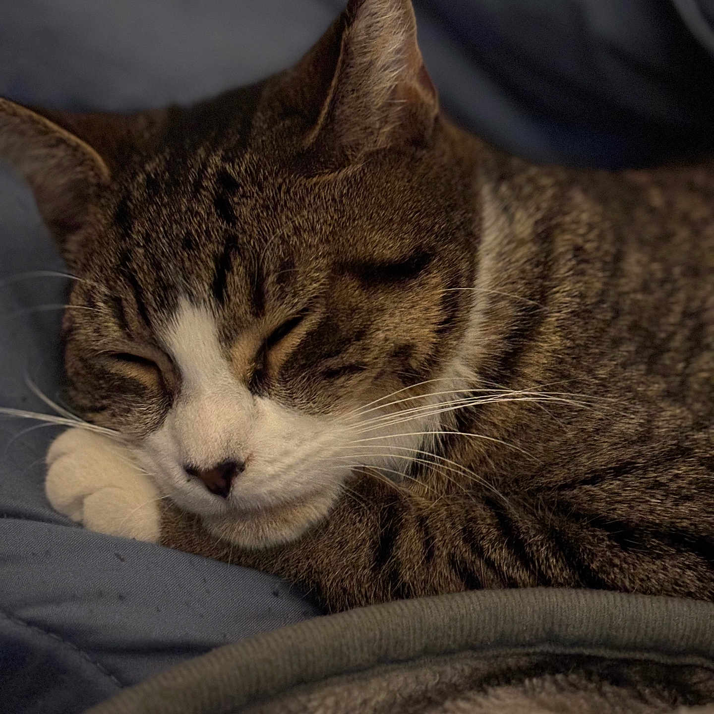 Taff is registered to the contest to win money with this photo: abyssinian, adult, animal, blanket, cat, chair, couch, egyptiancat, furniture, kitten, male, man, manx, person, pet, quilt, sleeping