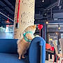 Moon participe au concours pour gagner de l'argent avec cette photo : dog, puppy, couch, blue_couch, balloon, red_balloon, harness, indoor, pillar, musical_notes, modern_interior, furniture, chair, table, lighting, decor, curious, pet, small_dog, fluffy