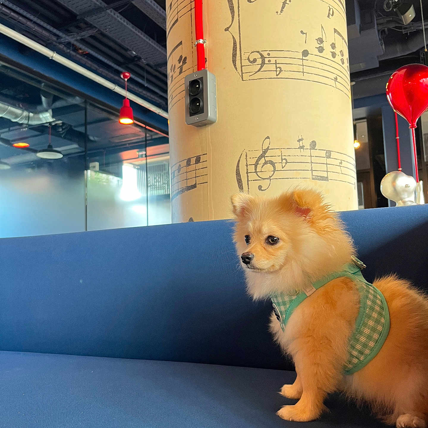 Moon a rejoint le concours — aidez-le/la à gagner de superbes lots ! animal, blue_couch, cute, decor, dog, fluffy, glass_wall, harness, indoor, industrial_ceiling, lighting, modern_interior, musical_notes, pet, pillar, red_pipe, seated, side_view, small_dog, window