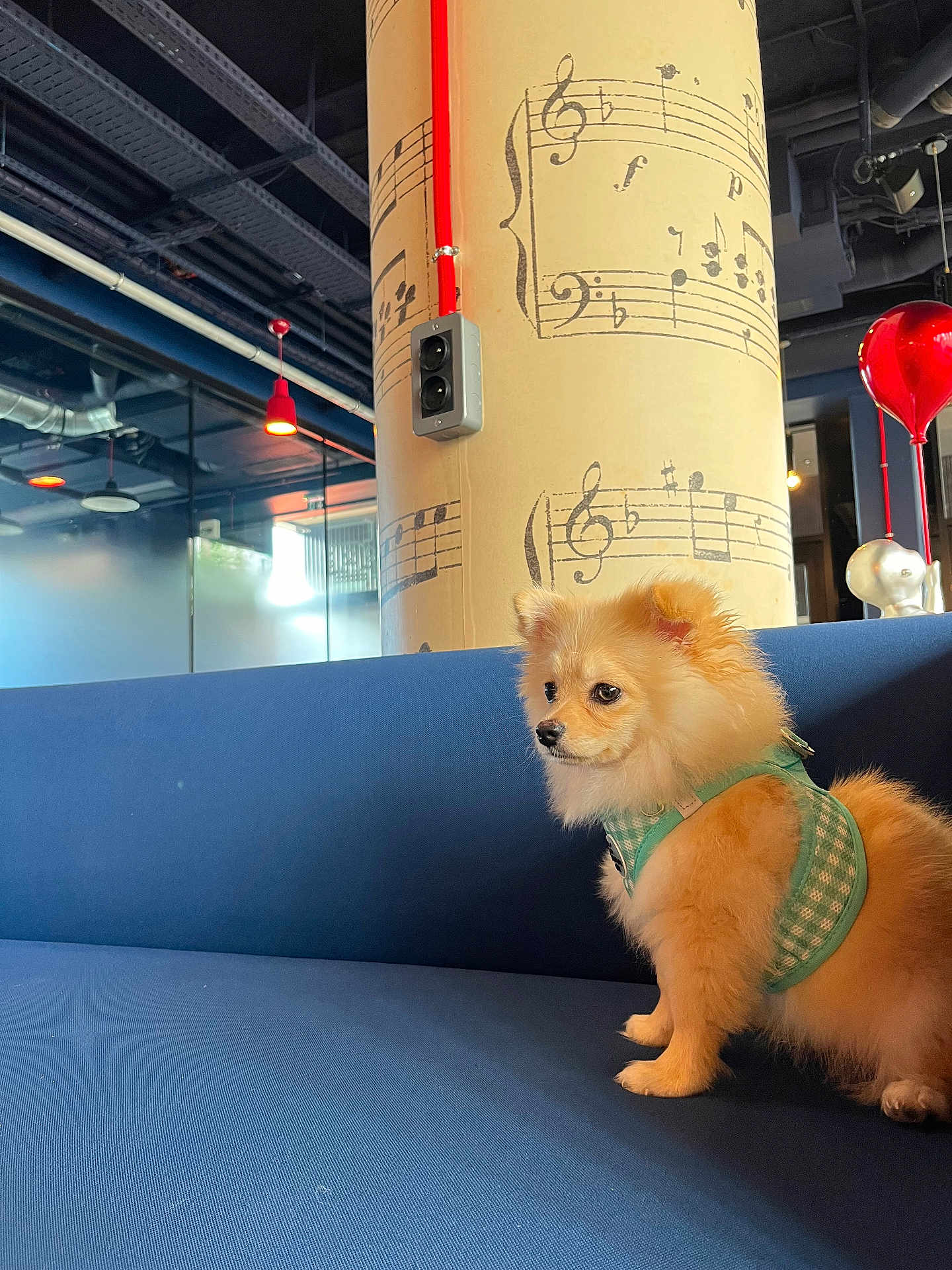 Moon a rejoint le concours — aidez-le/la à gagner de superbes lots ! dog, small_dog, fluffy, harness, blue_couch, pillar, musical_notes, red_pipe, indoor, modern_interior, industrial_ceiling, lighting, window, glass_wall, decor, pet, seated, side_view, cute, animal