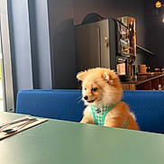 Moon participe au concours pour gagner de l'argent avec cette photo : dog, puppy, small_dog, fluffy, indoor, table, blue_bench, window, cutness, pet, harness, modern_interior, furniture, curious, light, shadow, napkin, spoon, fork, restaurant