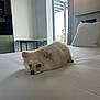 Moon participe au concours pour gagner de l'argent avec cette photo : puppy, bed, white_bedspread, window, curtain, indoor, table, pillow, floor, room, furniture, resting, cute, animal, pet, light, cozy, calm, fluffy, small_dog