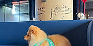 Moon a rejoint le concours — aidez-le/la à gagner de superbes lots ! dog, pomeranian, couch, blue_couch, indoor, pillar, musical_notes, balloon, red_balloon, harness, pet, fluffy, fur, relaxing, side_view, modern_interior, lighting, decor, artistic, animal
