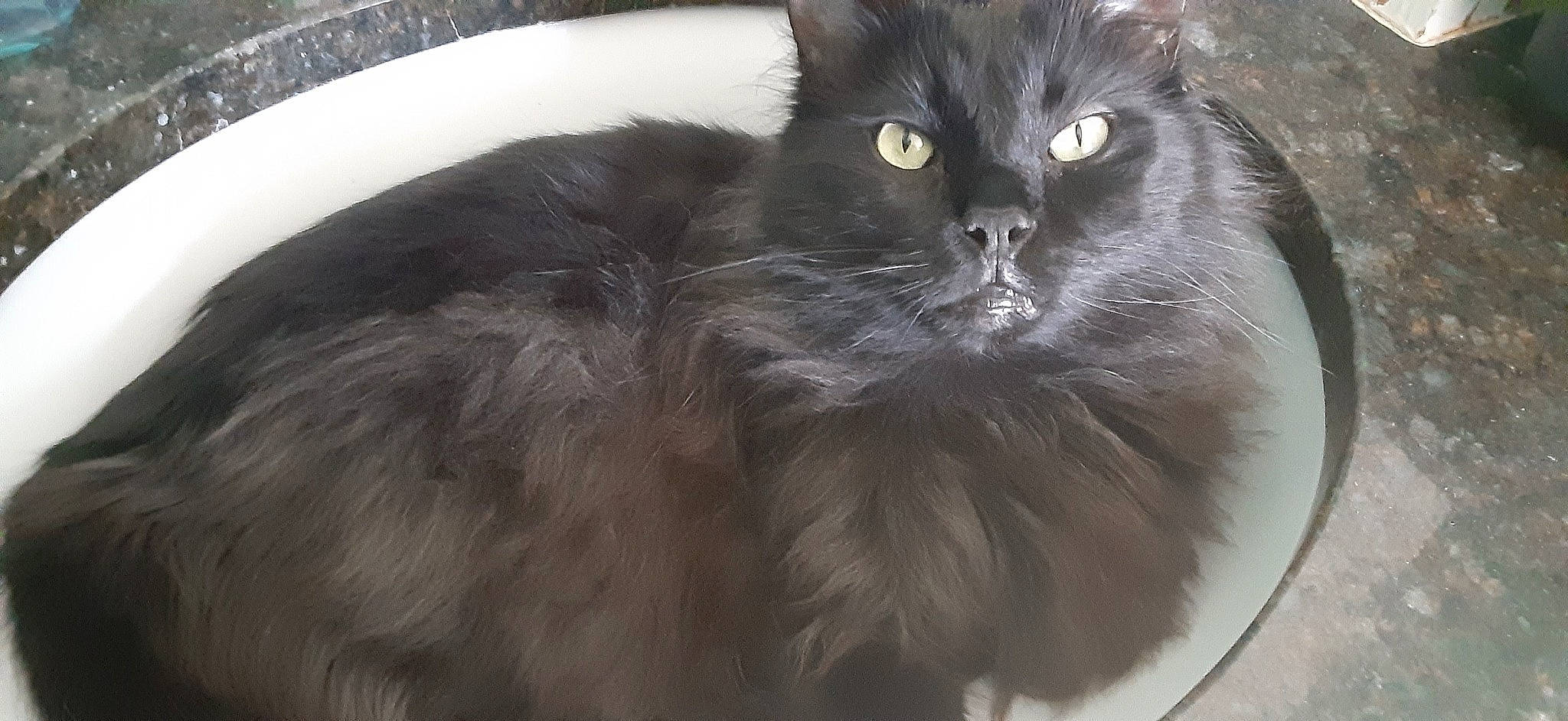 Keats is registered to the contest to win money with this photo: black_cat, bombay, carnivore, cat, claw, comfort, domestic_short_haired_cat, felidae, fur, grey, paw, small_to_medium_sized_cats, snout, tail, terrestrial_animal, whiskers, window