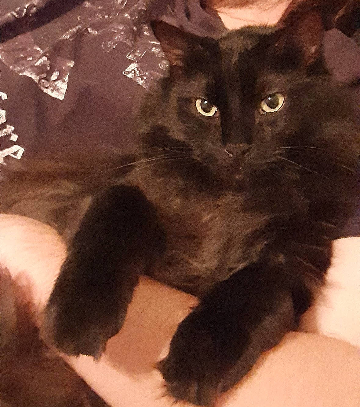 Keats is registered to the contest to win money with this photo: black_cat, carnivore, cat, claw, comfort, domestic_short_haired_cat, felidae, fur, paw, small_to_medium_sized_cats, snout, tail, whiskers