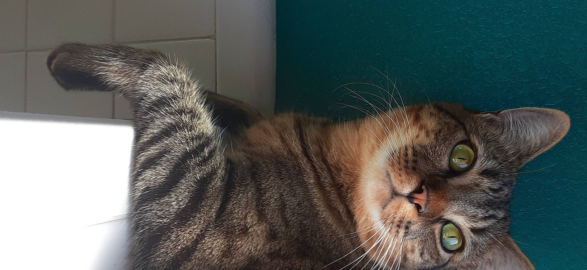 Meep joined the competition — help win amazing prizes! carnivore, cat, comfort, domestic_short_haired_cat, felidae, fur, organism, paw, small_to_medium_sized_cats, snout, tail, terrestrial_animal, whiskers, wildlife