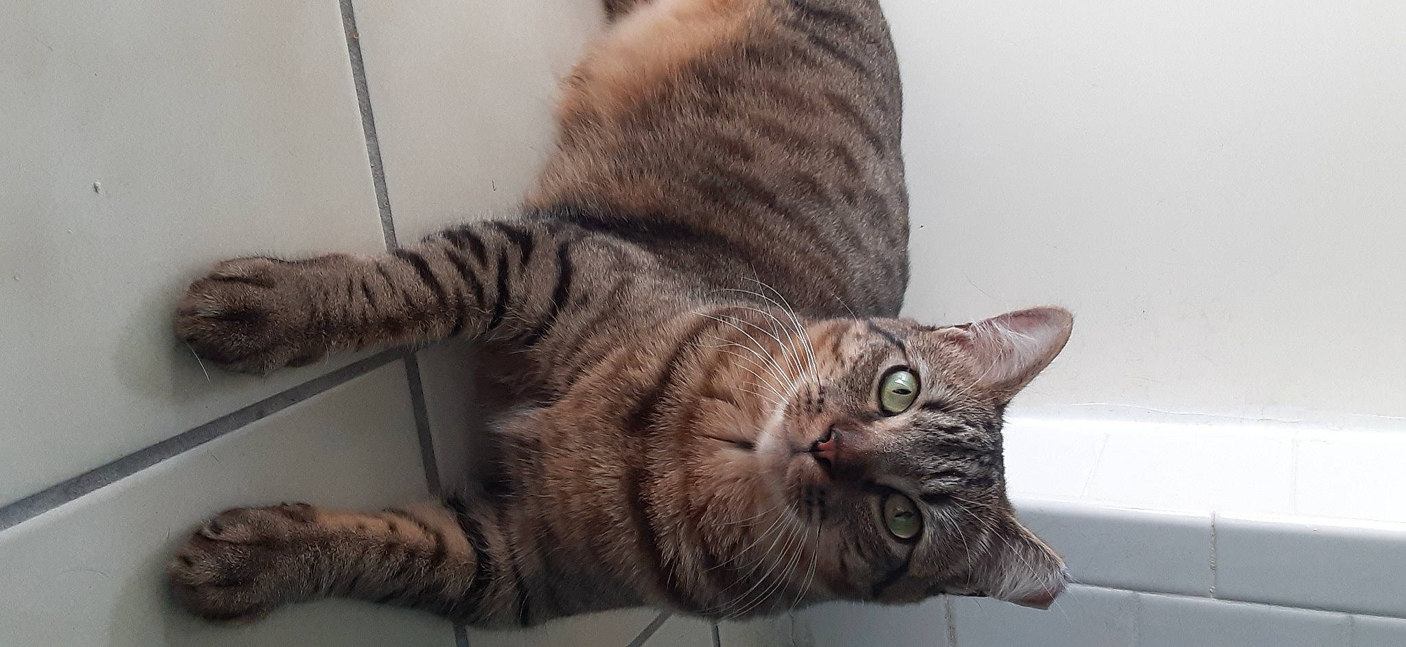 Meep is registered to the contest to win money with this photo: carnivore, cat, claw, comfort, domestic_short_haired_cat, felidae, fur, grey, paw, small_to_medium_sized_cats, snout, tail, terrestrial_animal, whiskers