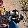 Adès participe au concours pour gagner de l'argent avec cette photo : dog, black_and_white, pet, leash, red_leash, smiling, outdoor, gravel, stone_path, person, jeans, red_shoes, sunlight, happy, canine, looking_up, fur, tail, collar, playful