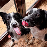 Adès a rejoint le concours — aidez-le/la à gagner de superbes lots ! dog, black_and_white, tongue_out, floor, tile_floor, door, glass_door, natural_light, pet, indoor, animal, cute, playful, two_dogs, paw, snout, whiskers, earphones, shoe, waiting